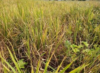 ပူပြင်းတဲ့ ရာသီဥတုကြောင့် တနိုင်းလီဒိုလမ်းက စပါးပင်တွေ ပျက်စီး