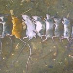 စပါးခင်းတွေမှာ ကြွက်တွေ ဝင်ရောက်သောင်းကျန်းလို့ အစာငတ်ဘေးနဲ့ ကြုံရနိုင်တဲ့ မြန်မာပြည်မြောက်ပိုင်း အင်ဂျန်းယန်မြို့က ပြည်သူများ