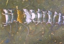 စပါးခင်းတွေမှာ ကြွက်တွေ ဝင်ရောက်သောင်းကျန်းလို့ အစာငတ်ဘေးနဲ့ ကြုံရနိုင်တဲ့ မြန်မာပြည်မြောက်ပိုင်း အင်ဂျန်းယန်မြို့က ပြည်သူများ