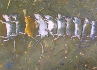 အင်ဂျန်းယန်မြို့နယ်က ကျေးရွာအချို့ရဲ့ စပါးခင်းတွေမှာ ကြွက်တွေ သောင်းကျန်းနေ