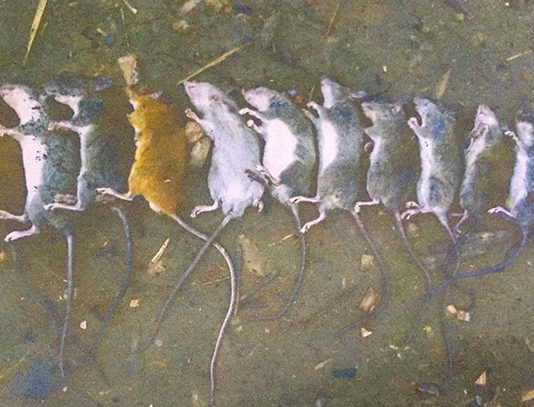 စပါးခင်းတွေမှာ ကြွက်တွေ ဝင်ရောက်သောင်းကျန်းလို့ အစာငတ်ဘေးနဲ့ ကြုံရနိုင်တဲ့ မြန်မာပြည်မြောက်ပိုင်း အင်ဂျန်းယန်မြို့က ပြည်သူများ